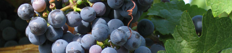 American Wineries and Vineyards